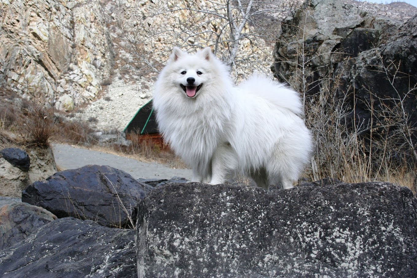 Эскимосская собака фото Маршак
